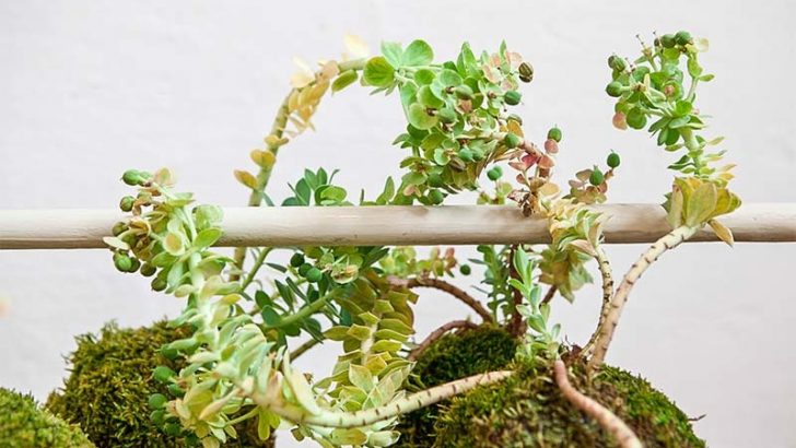 Kokedama, arte japonés de plantas sin macetas