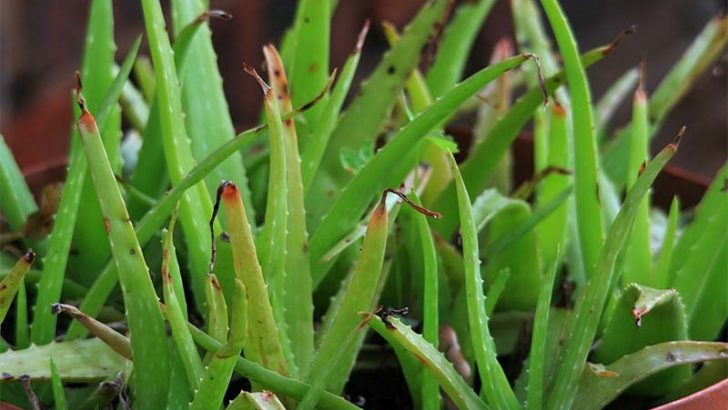 Las plantas silvestres podrían crear un contraceptivo masculino