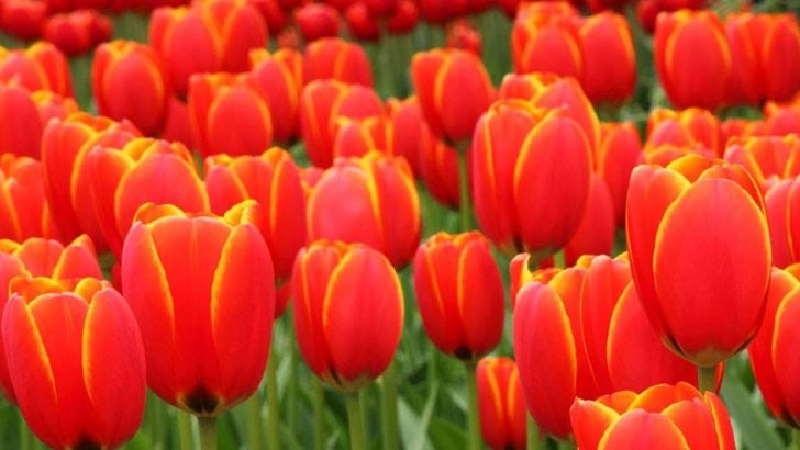 Plantas y flores que pueden dañar a tus mascotas