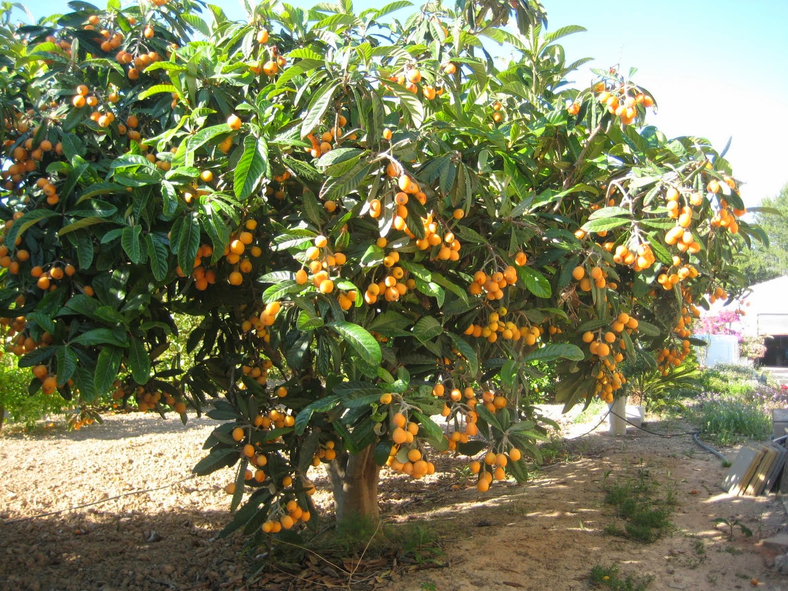 Árbol de níspero