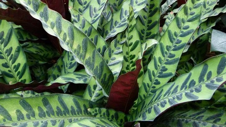 Plantas resistentes para tu hogar