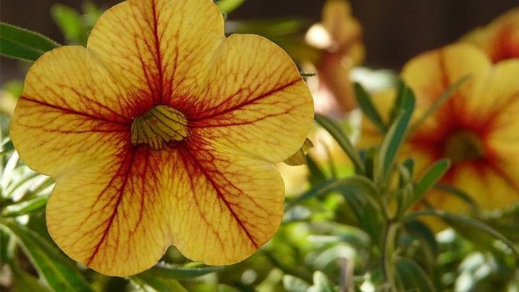 Consigue la mejor tierra para tu jardín