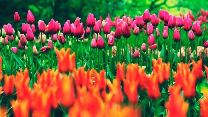 Dale personalidad a tu jardín