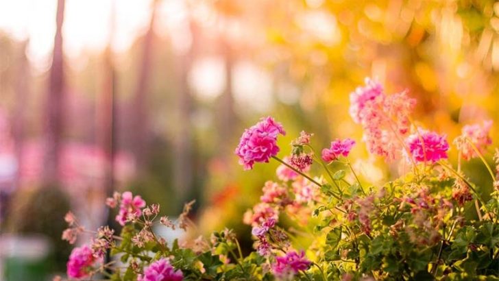 Consejos para crear tu jardín