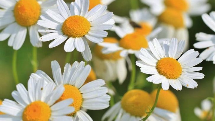Propiedades de algunas plantas medicinales