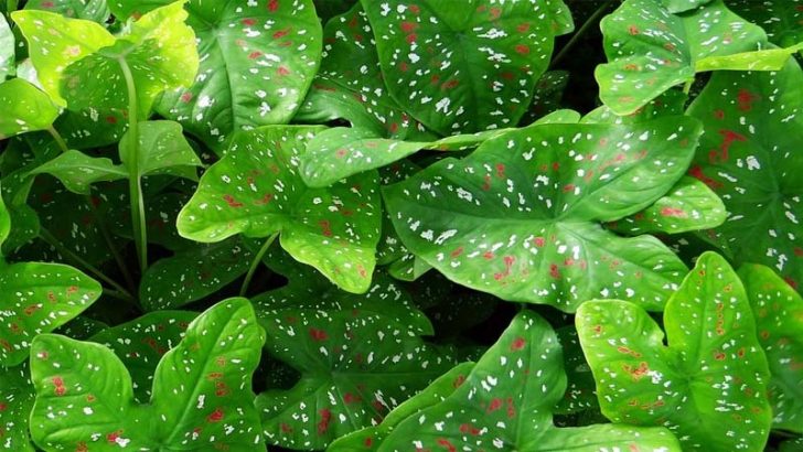 Abonos y sustratos para las plantas