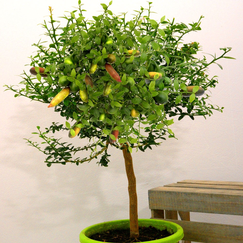 Citrus australasica