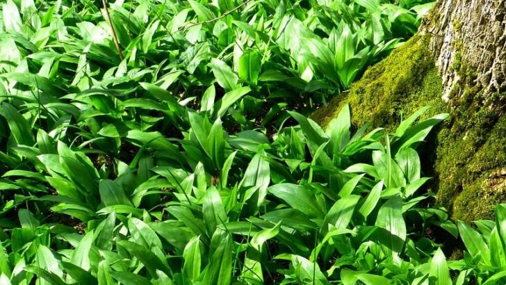 Descubren tres nuevas especies de plantas