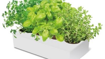 Plantas aromáticas para tu huerto urbano