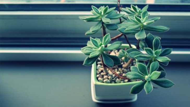Productos caseros para mejorar el aspecto de las plantas
