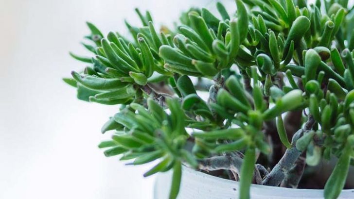 El curioso crecimiento de las plantas