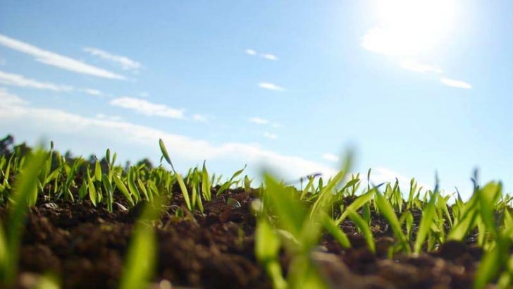 Descubierto cómo funciona el silenciamiento génico de las plantas