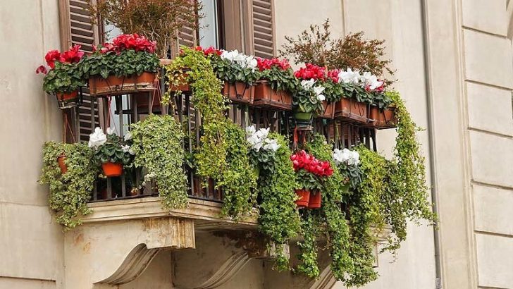 Flores para crear la terraza perfecta