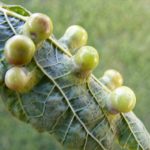 Agallas