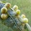 Agallas en las plantas: qué son y por qué se producen