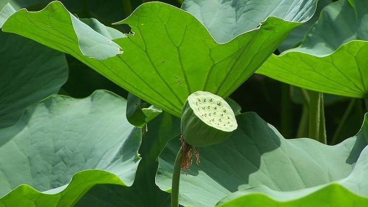 Los 3 mejores consejos para cuidar las plantas