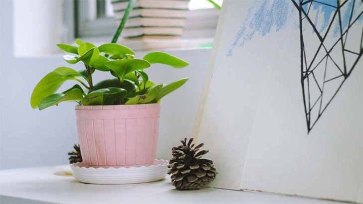 Las plantas contribuyen a nuestra salud
