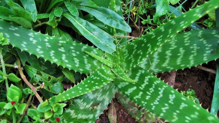 Beneficios del aloe vera
