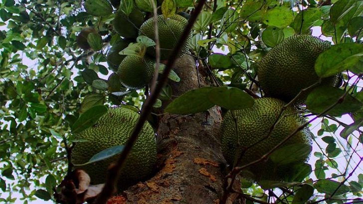 Principales características del árbol del pan