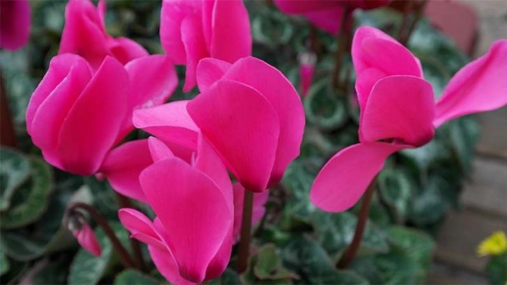 Plantas de otoño para tu jardín