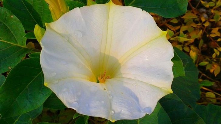 Características de la Datura inoxia