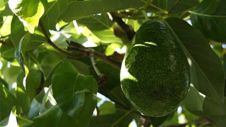 Plantas clonadas y aguacates