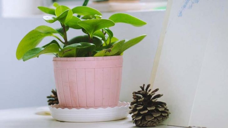 Evita que tus plantas sufran en verano