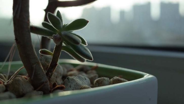Trasplantar una planta es fácil