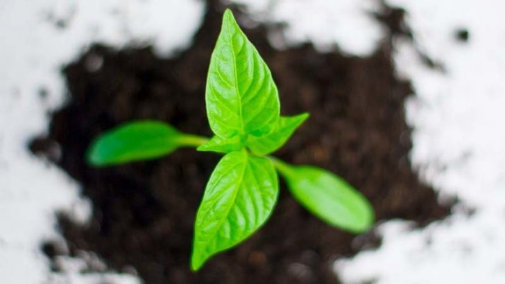 Como comprar plantas y elegir bien