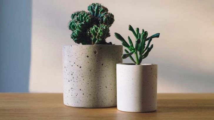3 plantas de escritorio muy resistentes