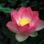 Nelumbo Nucifera: Flor de loto