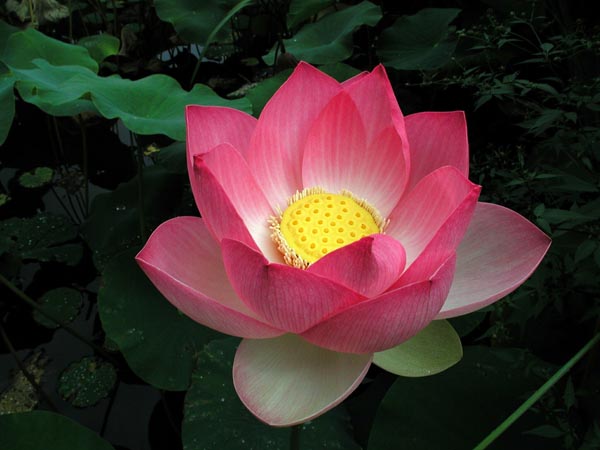 Flor de Loto