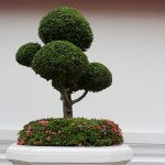 bonsai