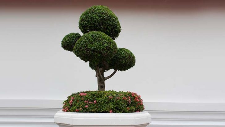 Plantas para tener en un apartamento