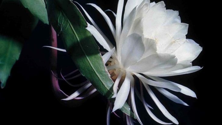 Características de la dama de noche