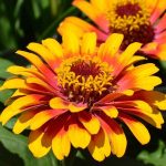 flores-de-jardin