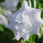 gardenia