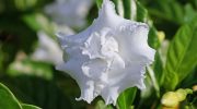 Las mejores plantas aromáticas para tu jardín