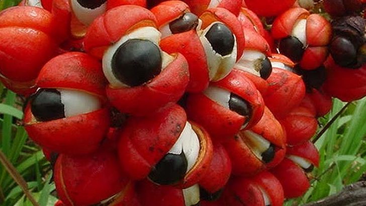 Plantas con capacidad de curar