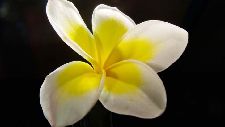La orquídea, maestra del camuflaje