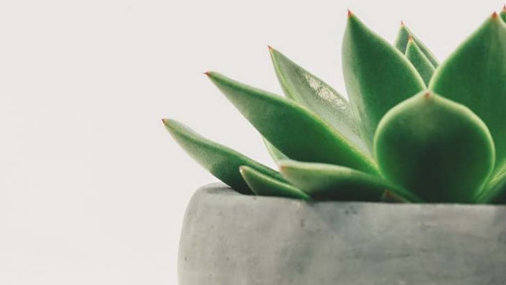 Reacciones de las plantas ante nuestra voz