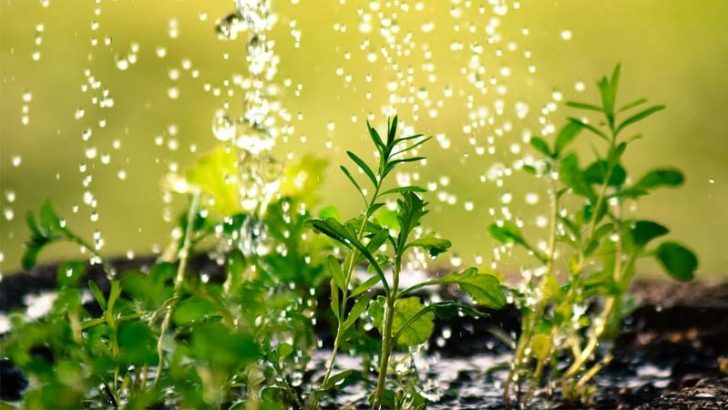 Como mejorar el agua del riego