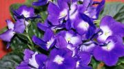 Plantas de interior: violeta africana