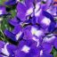 Plantas de interior: violeta africana