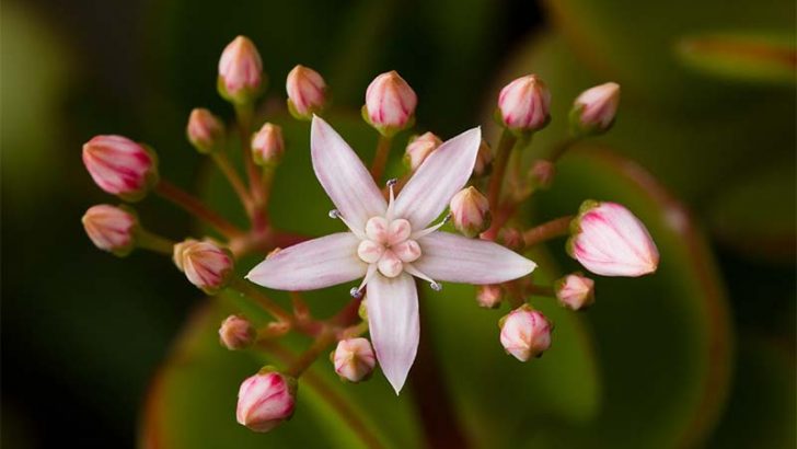 Características de la crassula