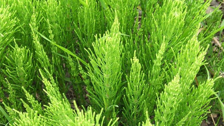 Plantas resistentes para los más descuidados
