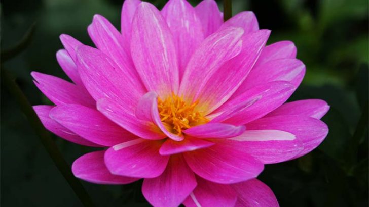 Las flores comestibles