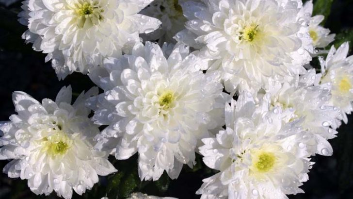 Las flores más comunes para llevar al cementerio