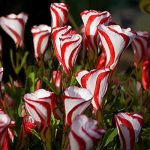 oxalis_versicolor