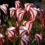 Oxalis versicolor o flor caramelo
